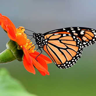 mighty monarchs: educational programming at Hildene