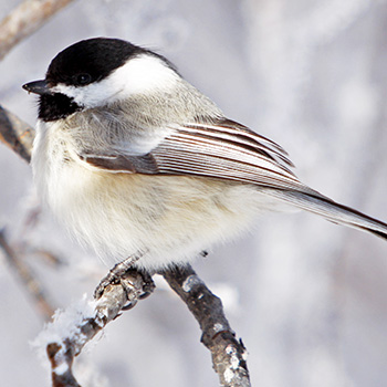 Black Capped Chickadee, Winter education