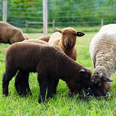 sheep at Hildene Farm in the dene