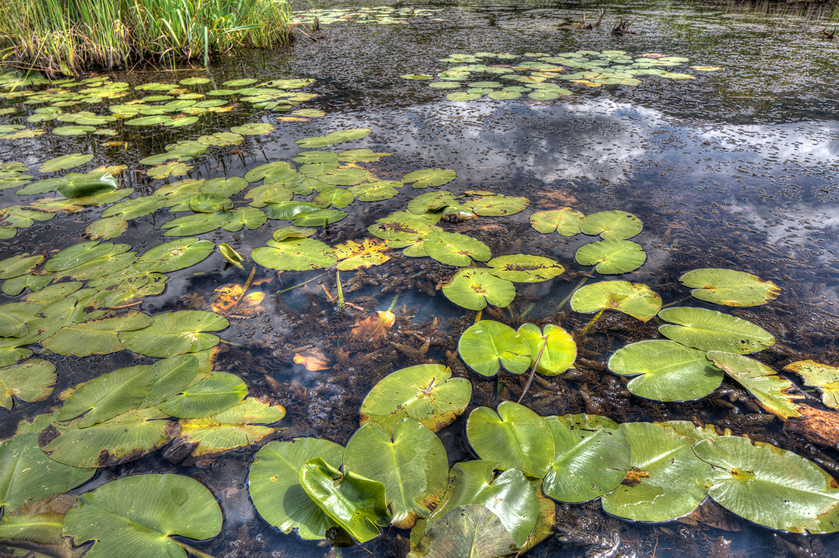 wetlands