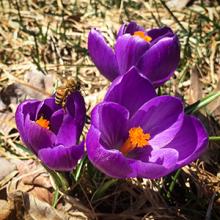 Crocus and Honeybee to celebrate pollinators on Earth Day